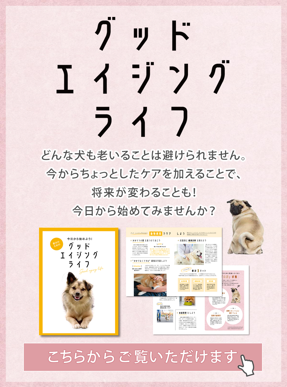 激安超安値 イスクラ犬猫用サプリメント 西伯利亜 ienomat.com.br