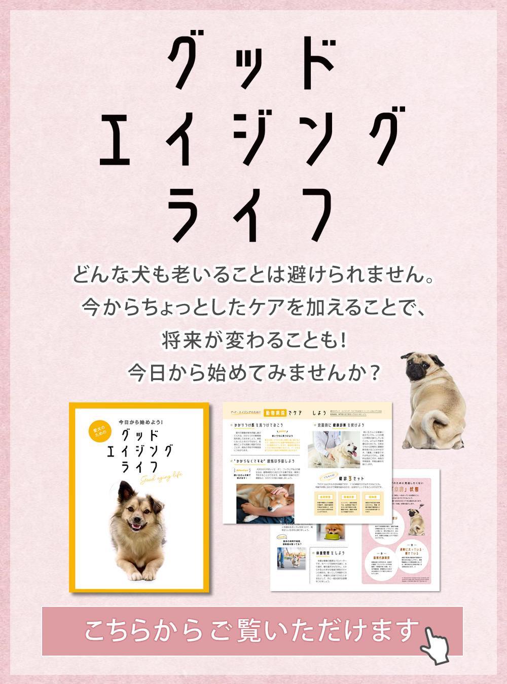 人気の DSファーマアニマルヘルス エネアラ 犬猫用 30粒 日本製 サプリ